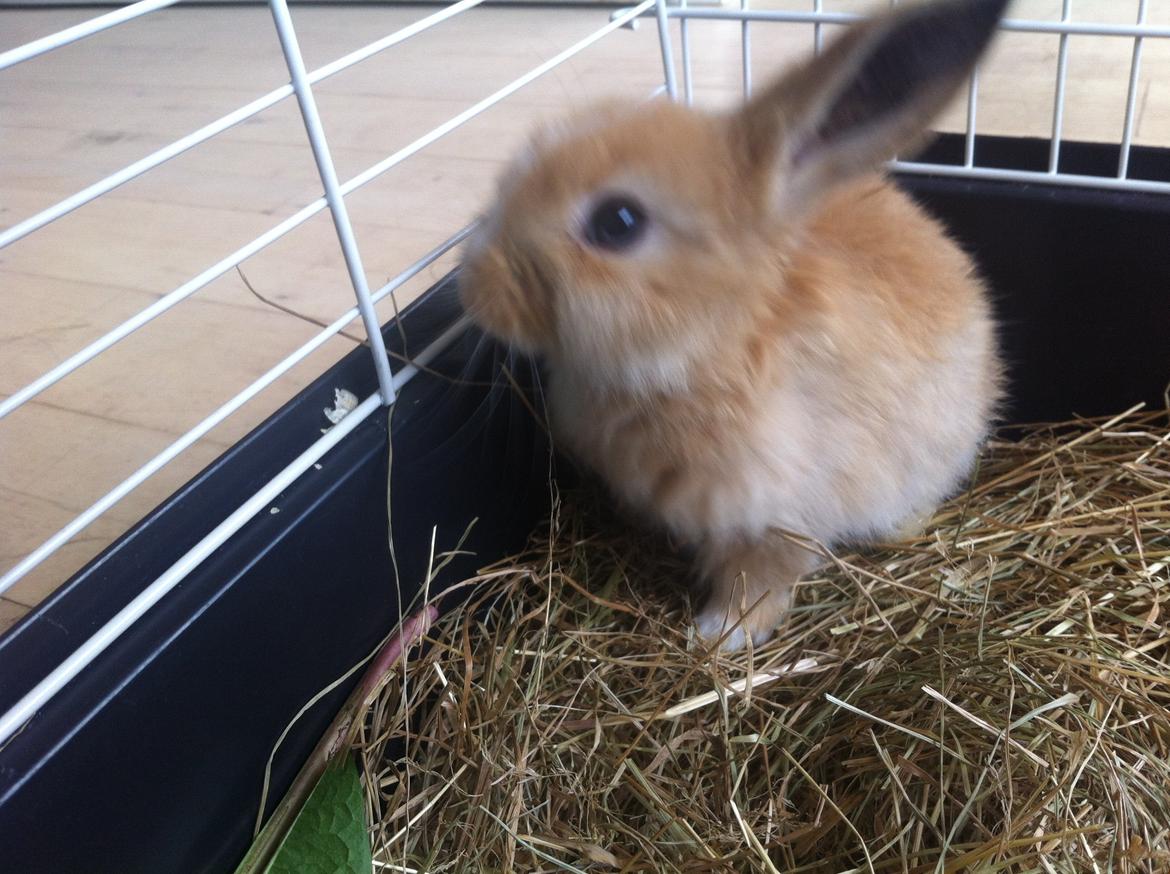 Kanin Svanemarks PeZu Akita -  "Alberte" billede 9