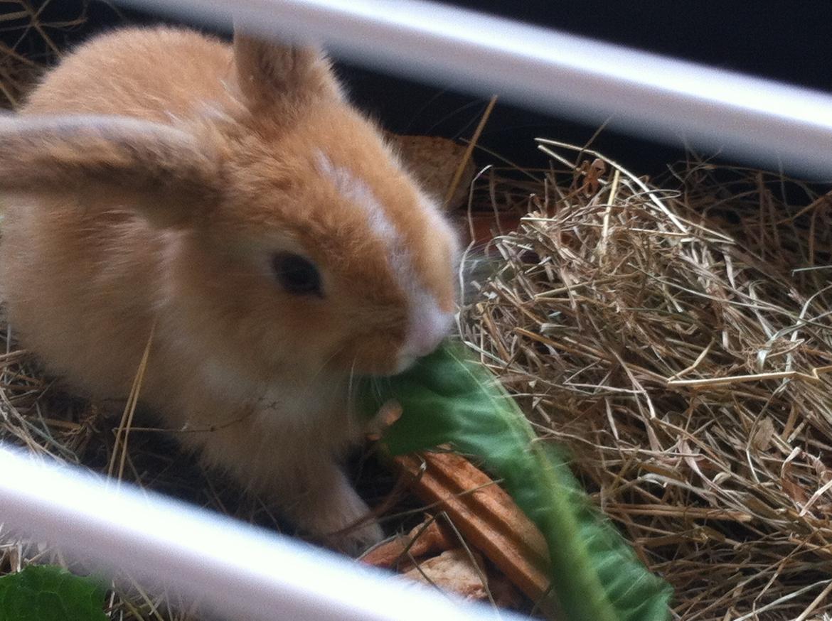 Kanin Svanemarks PeZu Akita -  "Alberte" billede 10