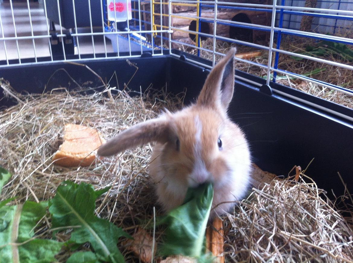 Kanin Svanemarks PeZu Akita -  "Alberte" billede 11