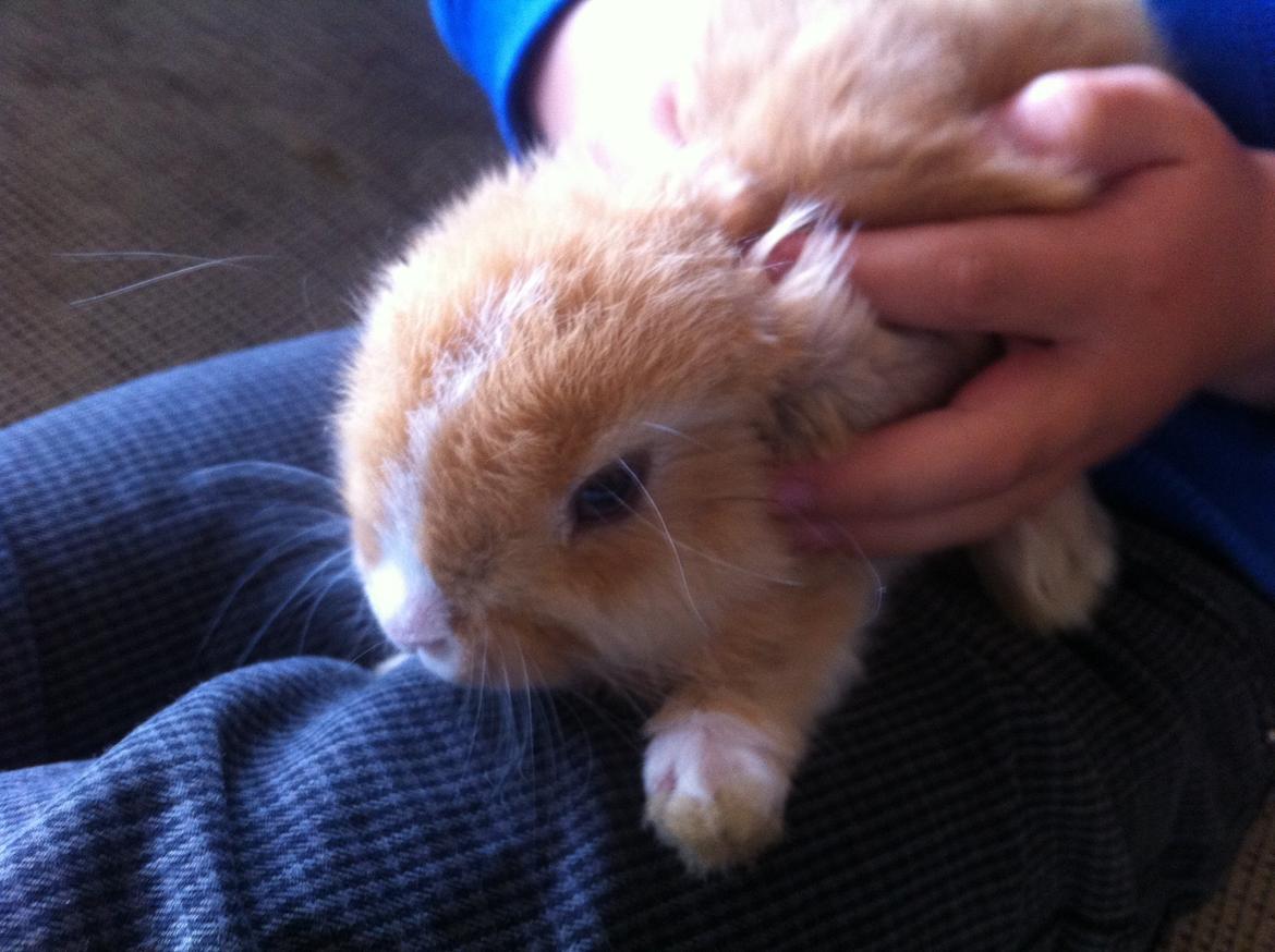 Kanin Svanemarks PeZu Akita -  "Alberte" billede 12