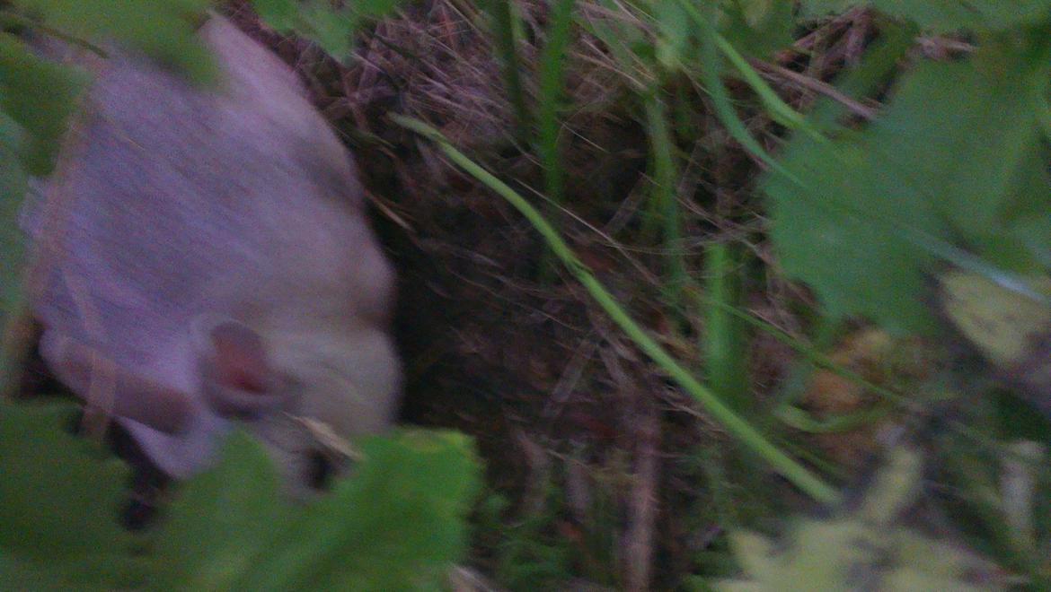 Kanin Nougat billede 1