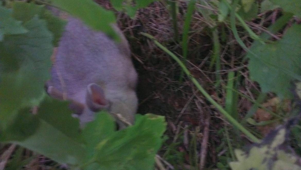 Kanin Nougat billede 2