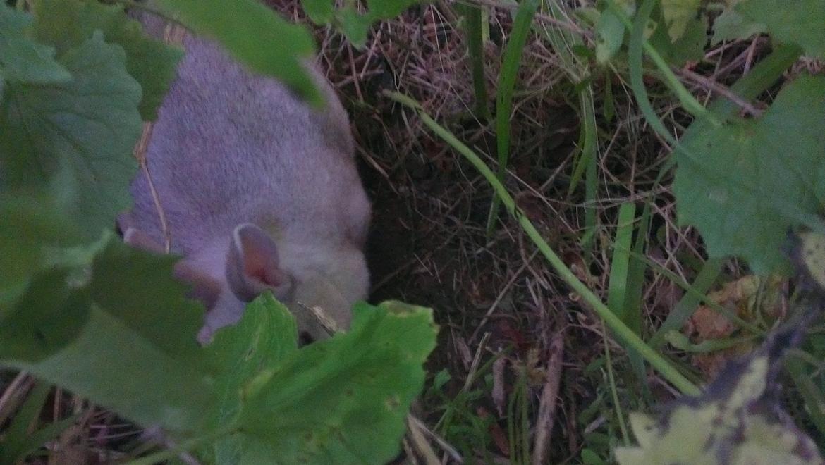 Kanin Nougat billede 3