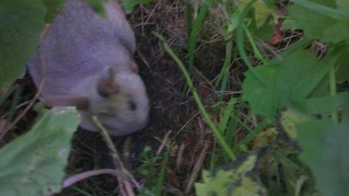 Kanin Nougat billede 4