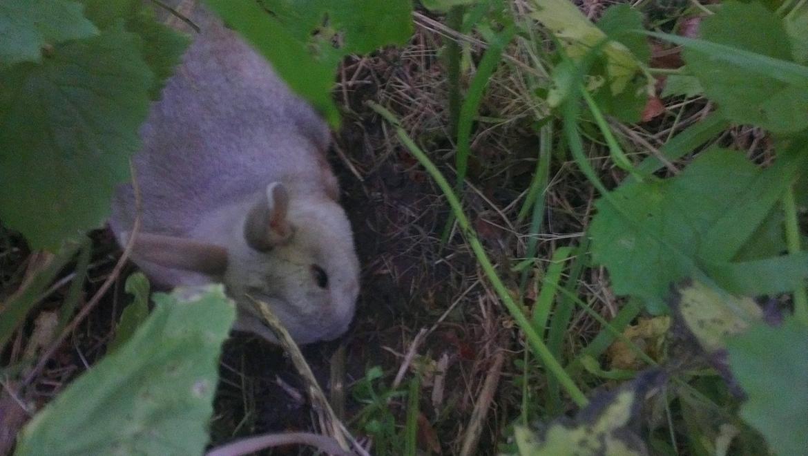 Kanin Nougat billede 5