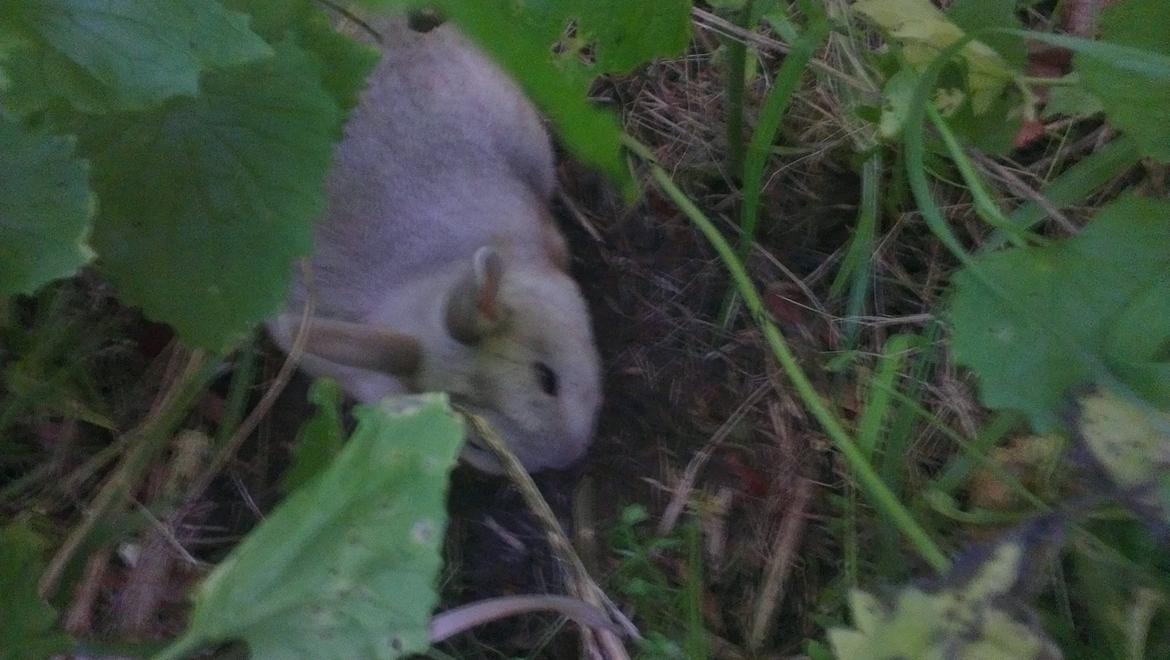 Kanin Nougat billede 6