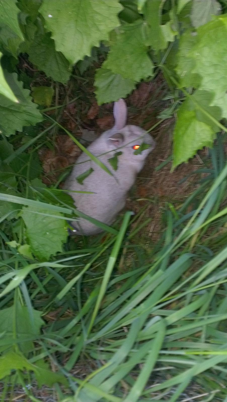 Kanin Nougat billede 7