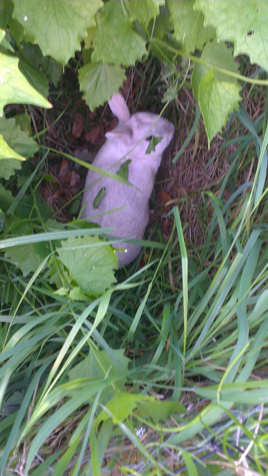 Kanin Nougat billede 8