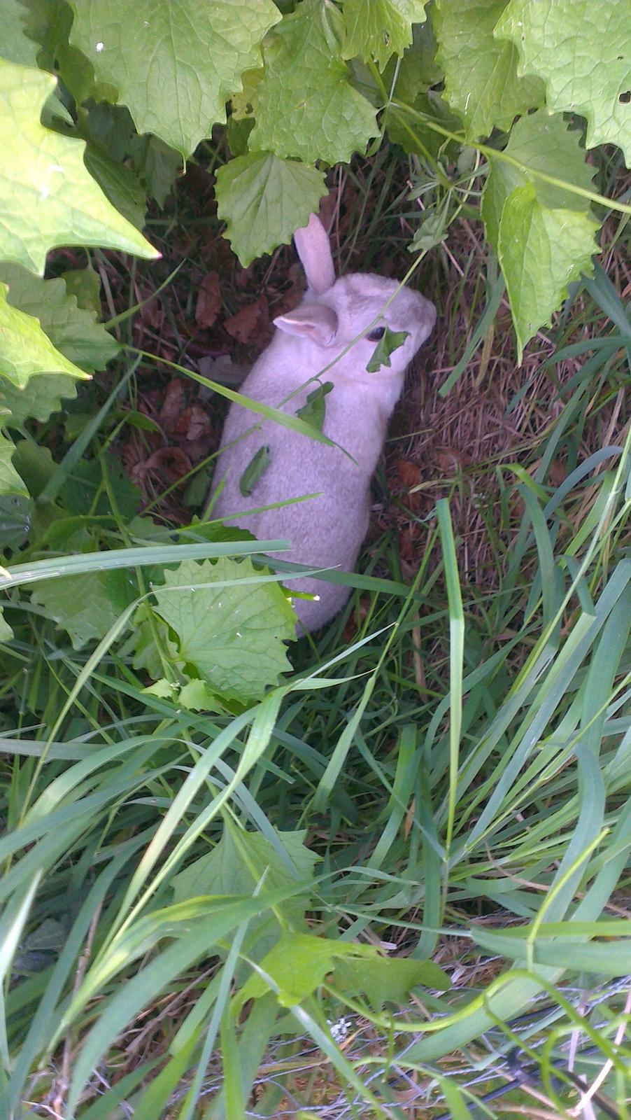 Kanin Nougat billede 9