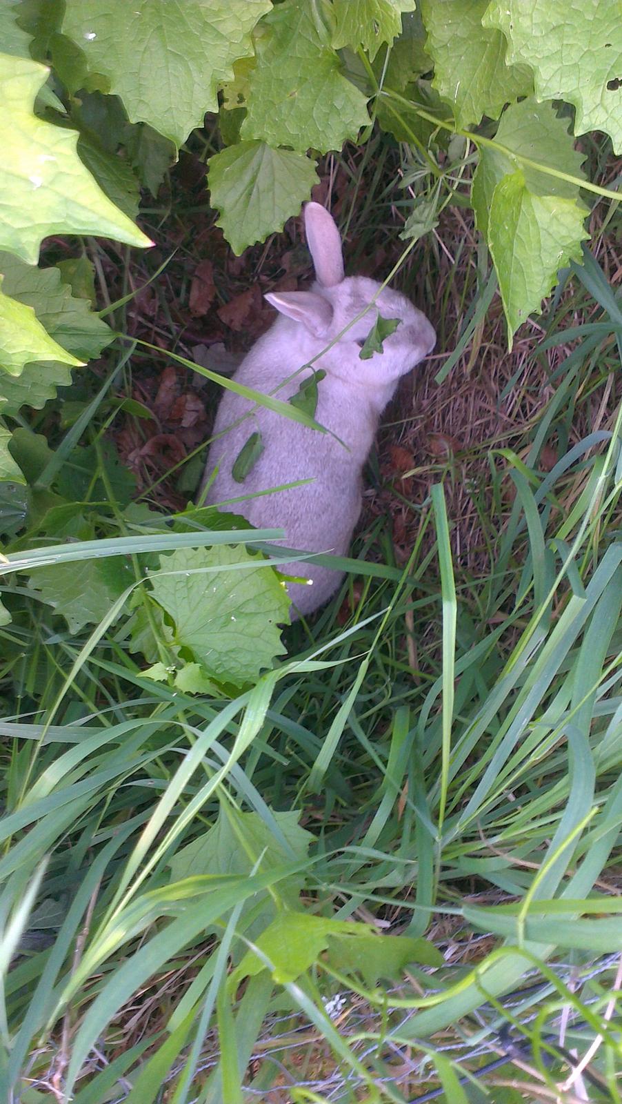 Kanin Nougat billede 10