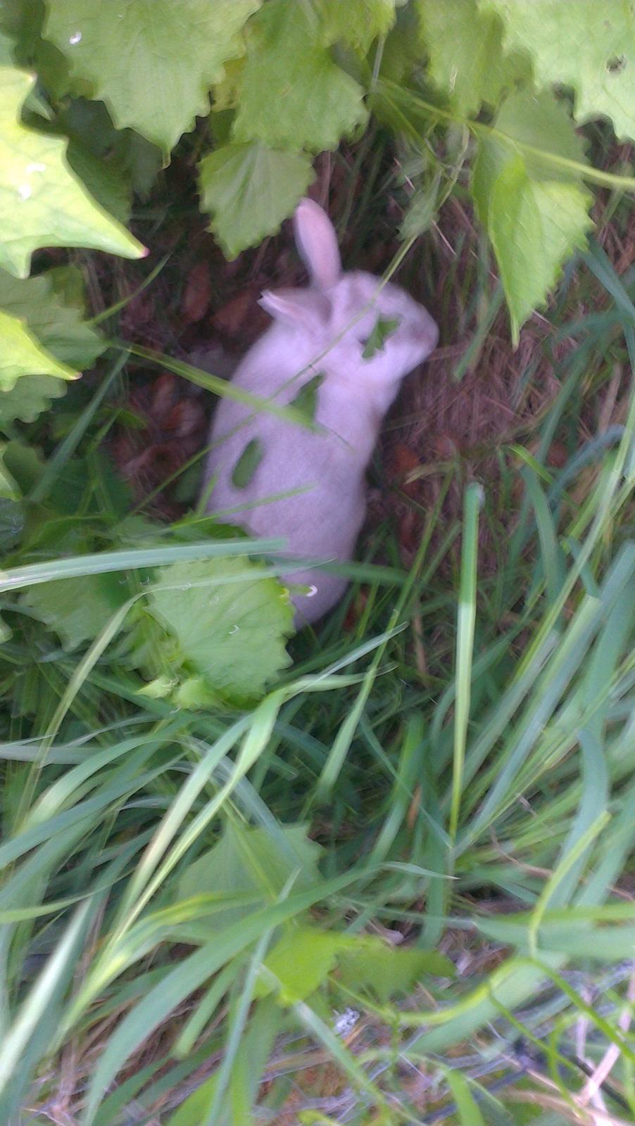 Kanin Nougat billede 11