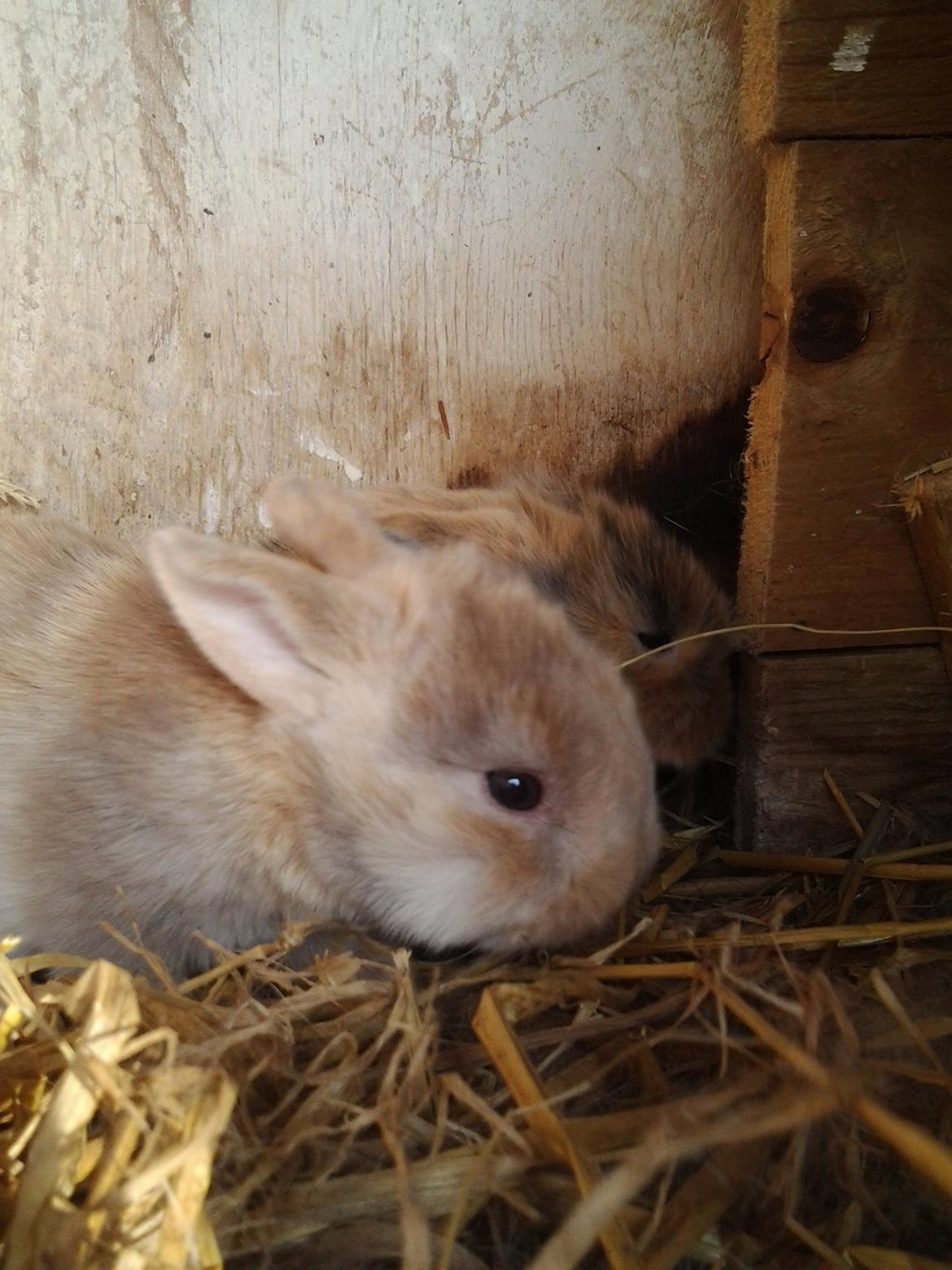 Kanin Tulle billede 4