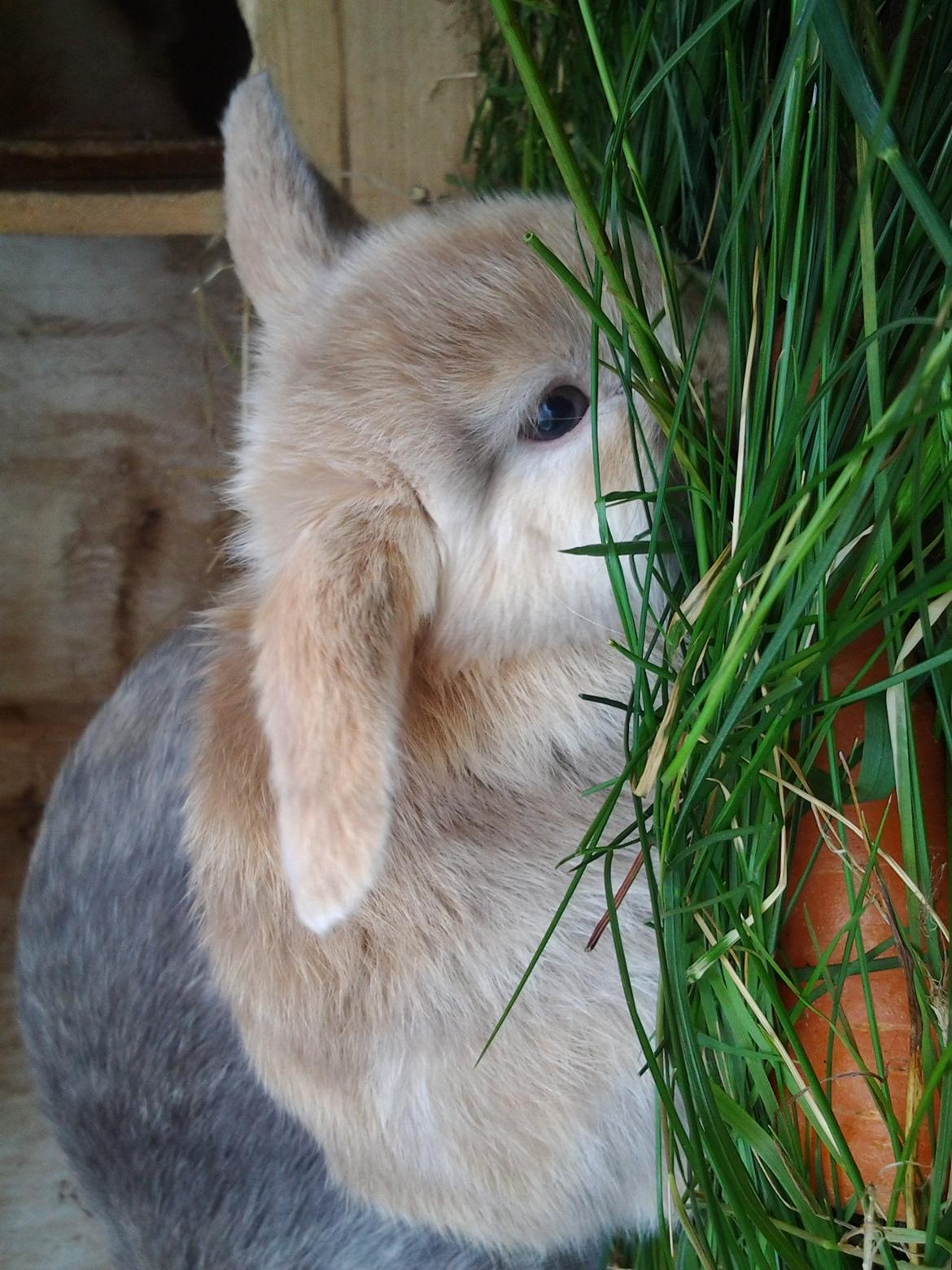 Kanin Tulle billede 5