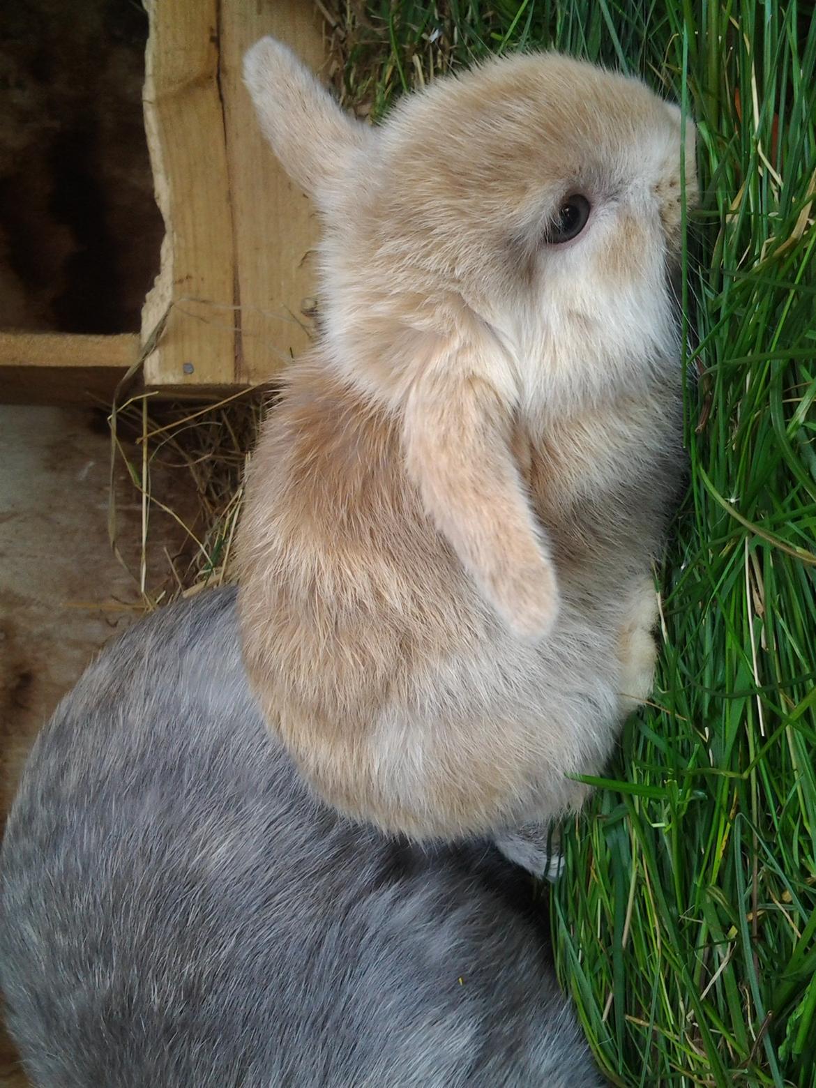 Kanin Tulle billede 6