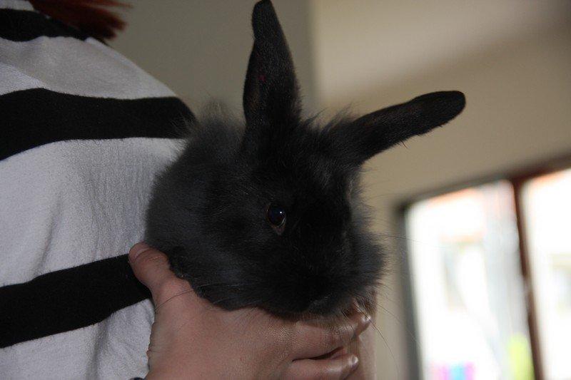 Kanin Pjulie SOLGT :-( billede 1