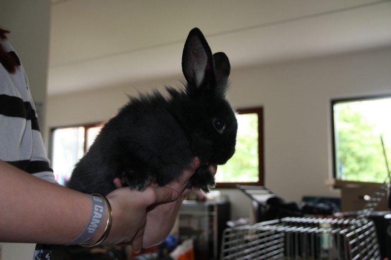 Kanin Pjulie SOLGT :-( billede 2