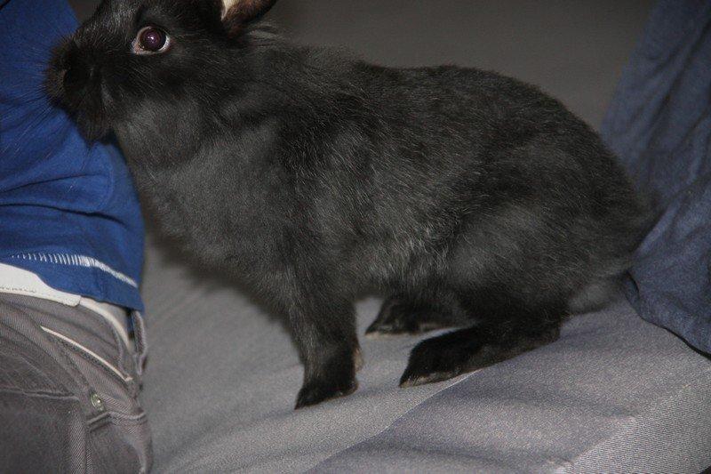 Kanin Pjulie SOLGT :-( billede 3