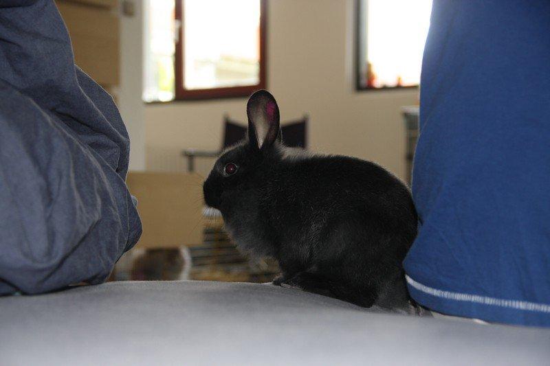 Kanin Pjulie SOLGT :-( billede 6