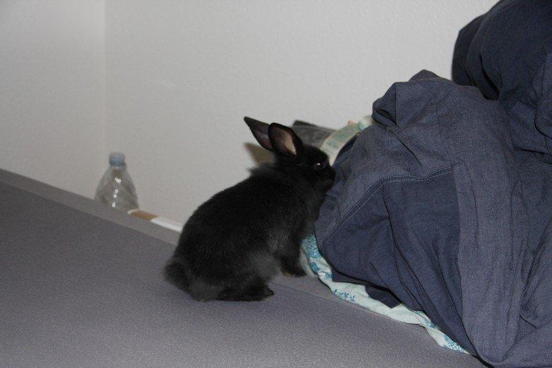 Kanin Pjulie SOLGT :-( billede 8