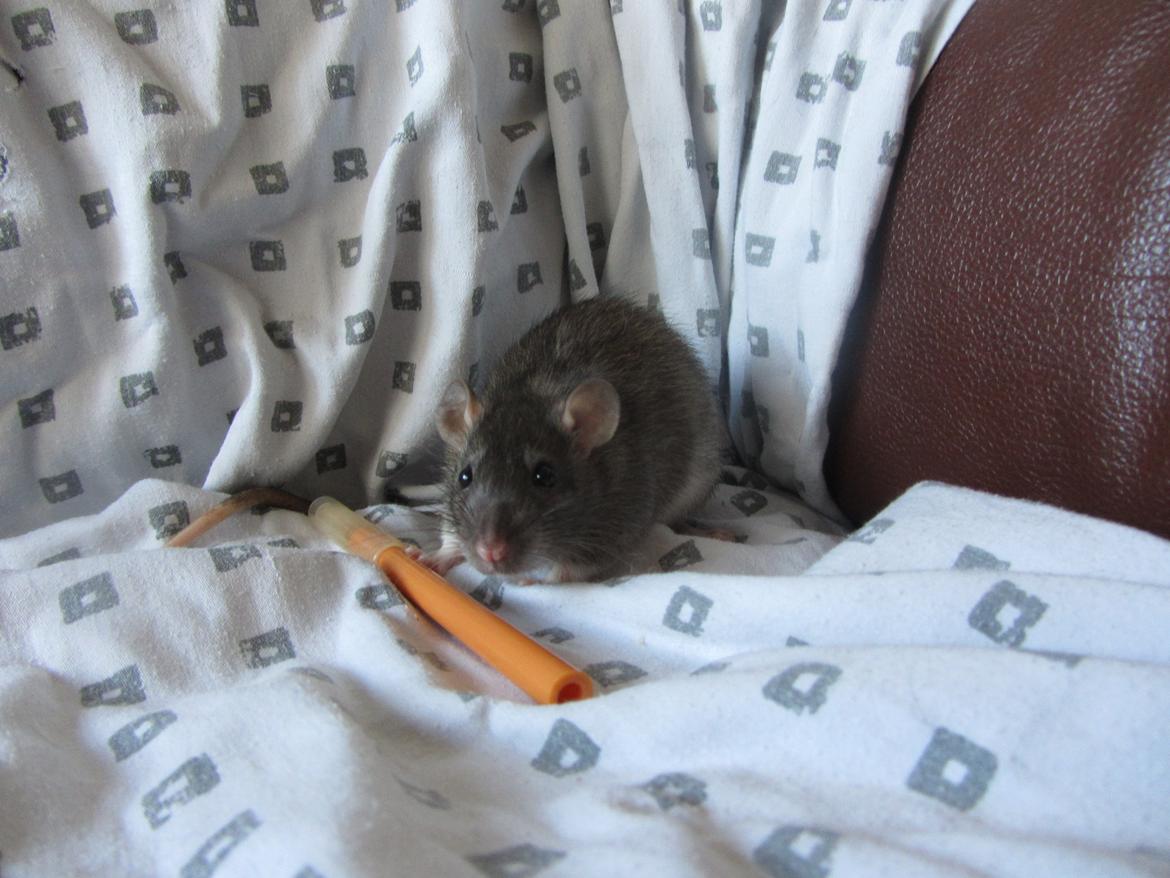 Tamrotte Leba RIP billede 1