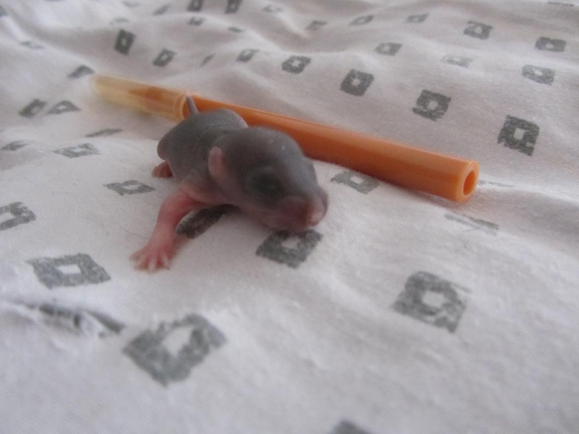 Tamrotte Leba RIP billede 2