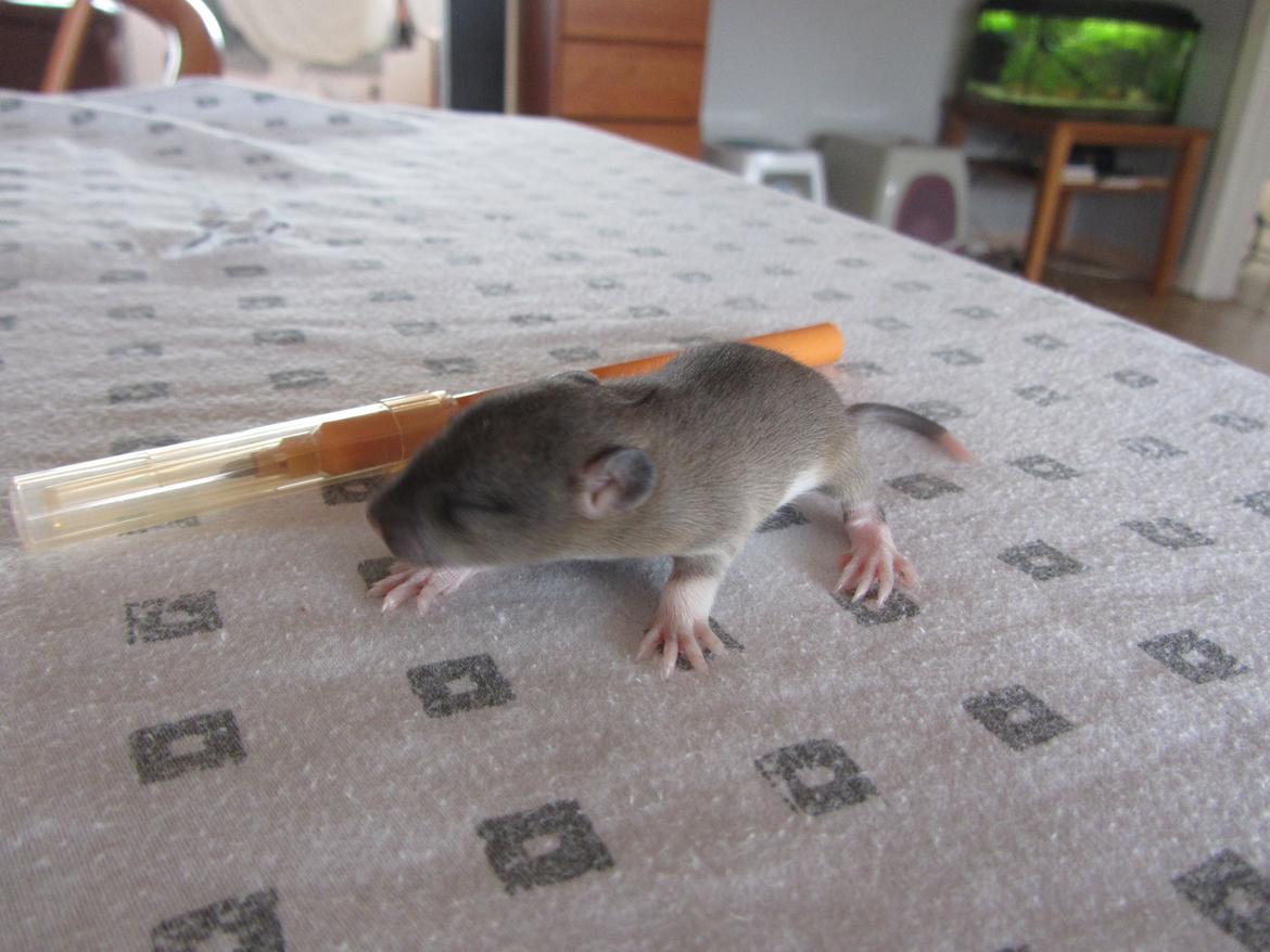 Tamrotte Leba RIP billede 3