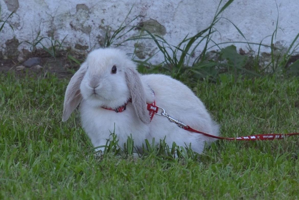 Kanin Nørremarks Timon <3 billede 1