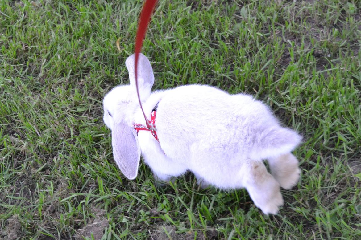 Kanin Nørremarks Timon <3 billede 2