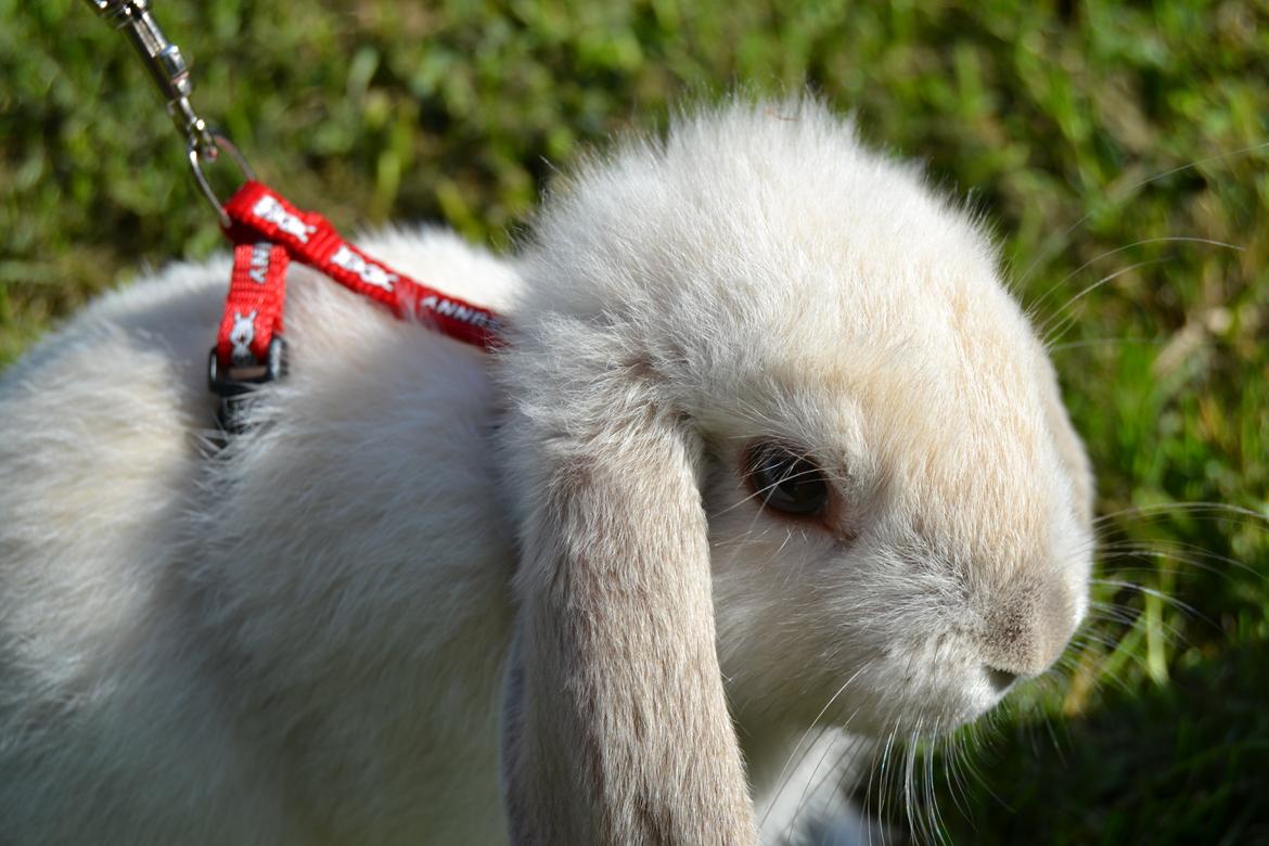 Kanin Nørremarks Timon <3 billede 3