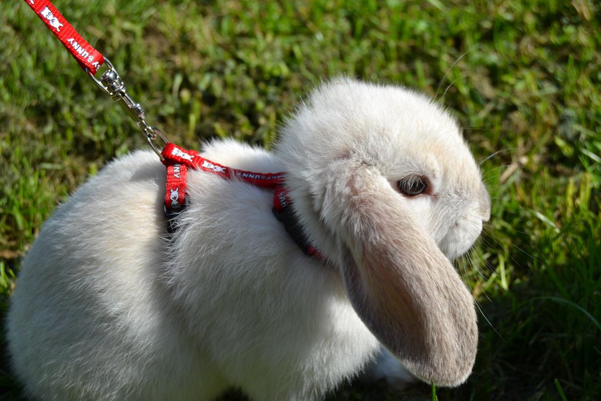 Kanin Nørremarks Timon <3 billede 4