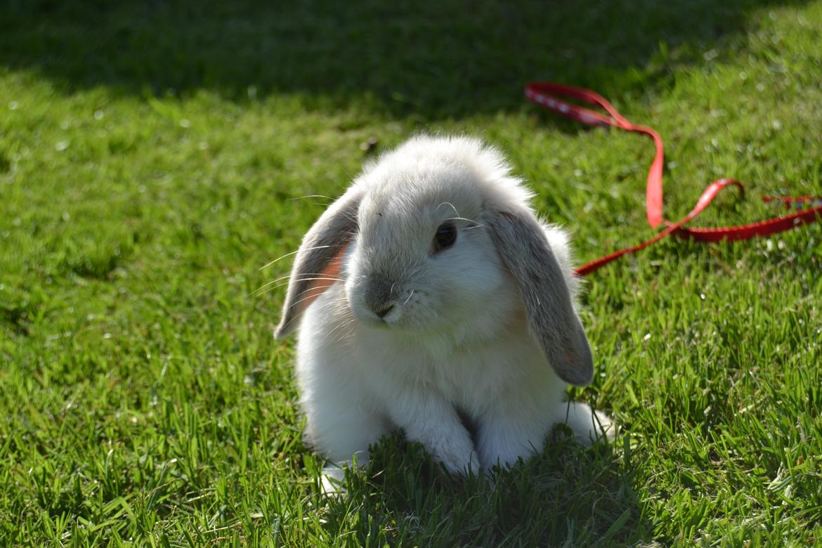 Kanin Nørremarks Timon <3 billede 5