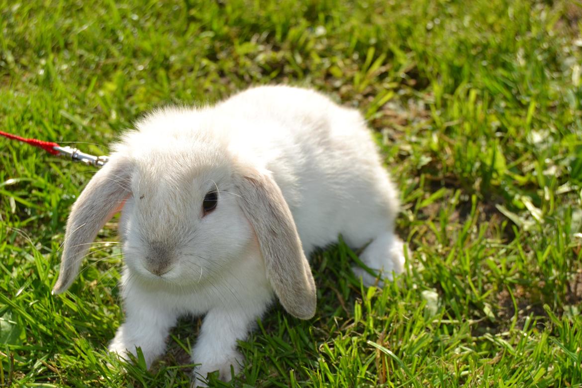 Kanin Nørremarks Timon <3 billede 6