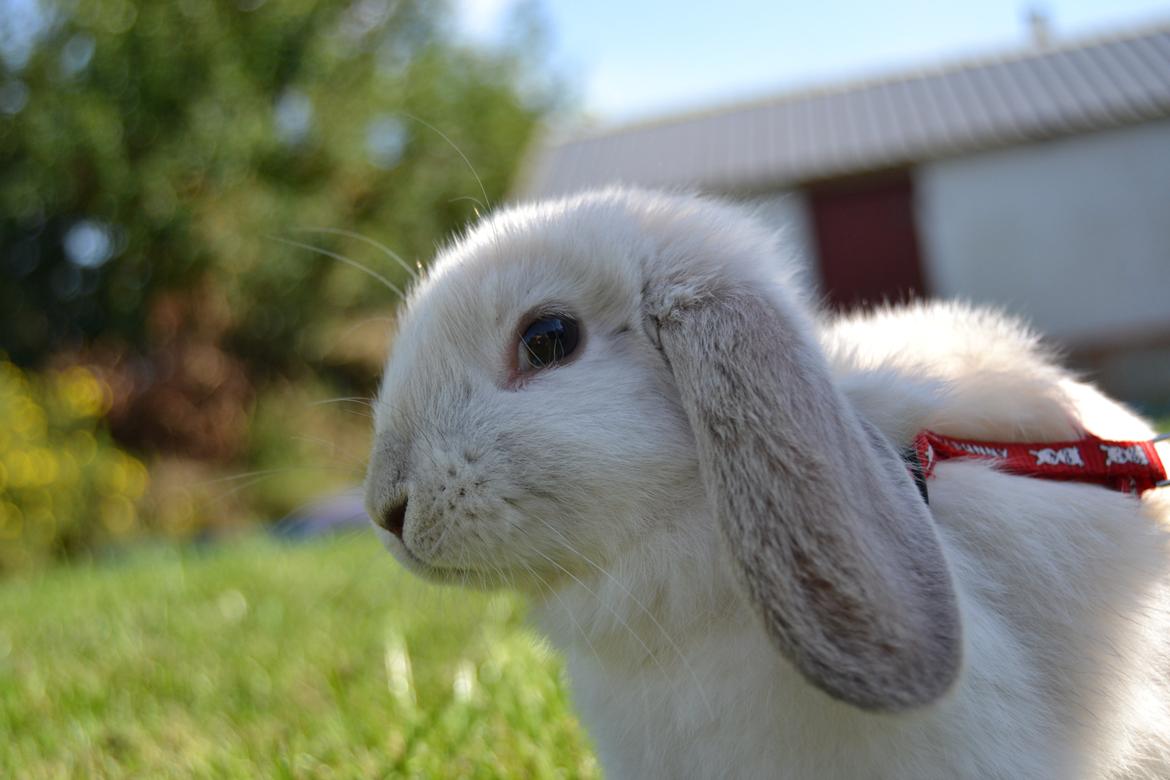 Kanin Nørremarks Timon <3 billede 7