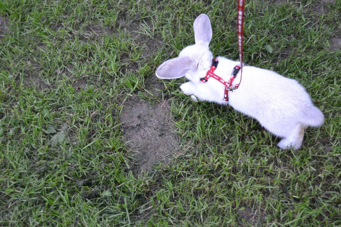 Kanin Nørremarks Timon <3 billede 8