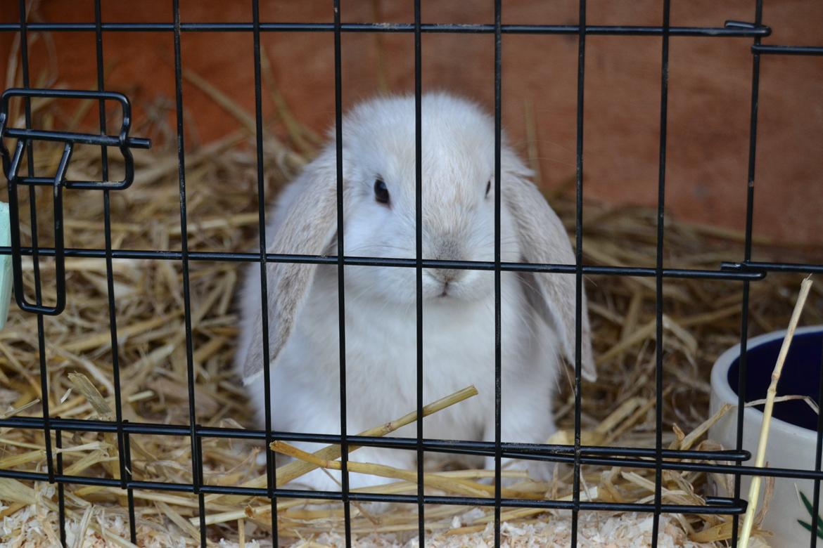 Kanin Nørremarks Timon <3 billede 9