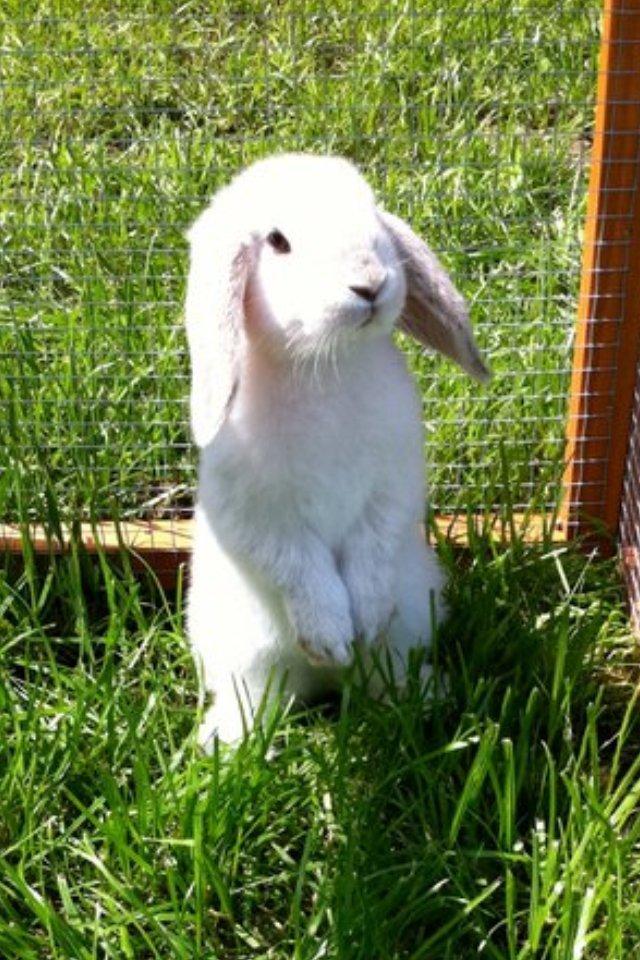 Kanin Nørremarks Timon <3 billede 10