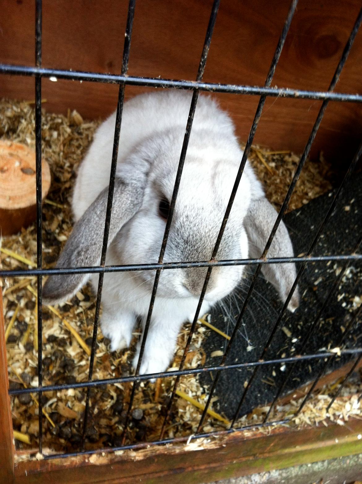 Kanin Nørremarks Timon <3 billede 11