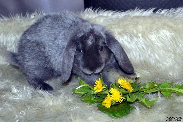 Kanin *Drop Ears Blue Diamond* billede 1