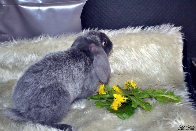 Kanin *Drop Ears Blue Diamond* billede 2