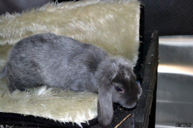 Kanin *Drop Ears Blue Diamond* billede 3