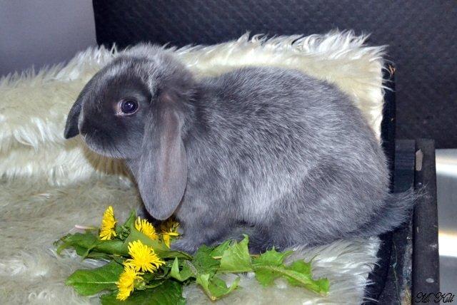 Kanin *Drop Ears Blue Diamond* billede 4