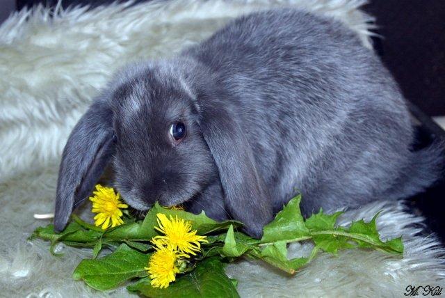 Kanin *Drop Ears Blue Diamond* billede 5