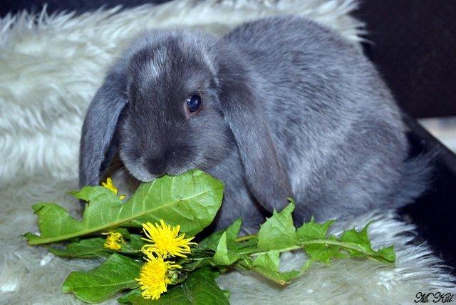 Kanin *Drop Ears Blue Diamond* billede 6