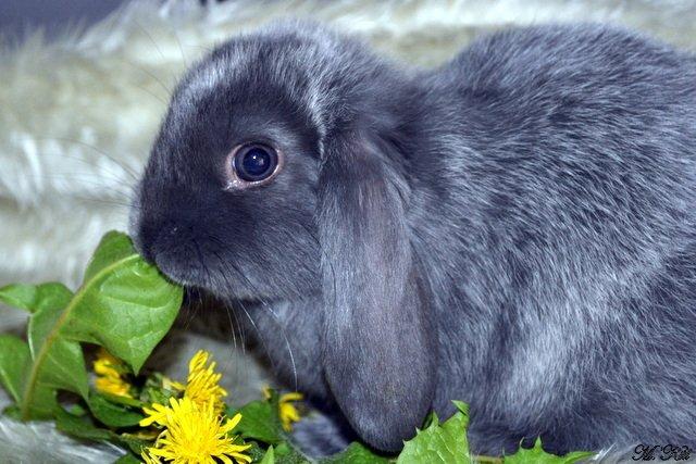 Kanin *Drop Ears Blue Diamond* billede 7