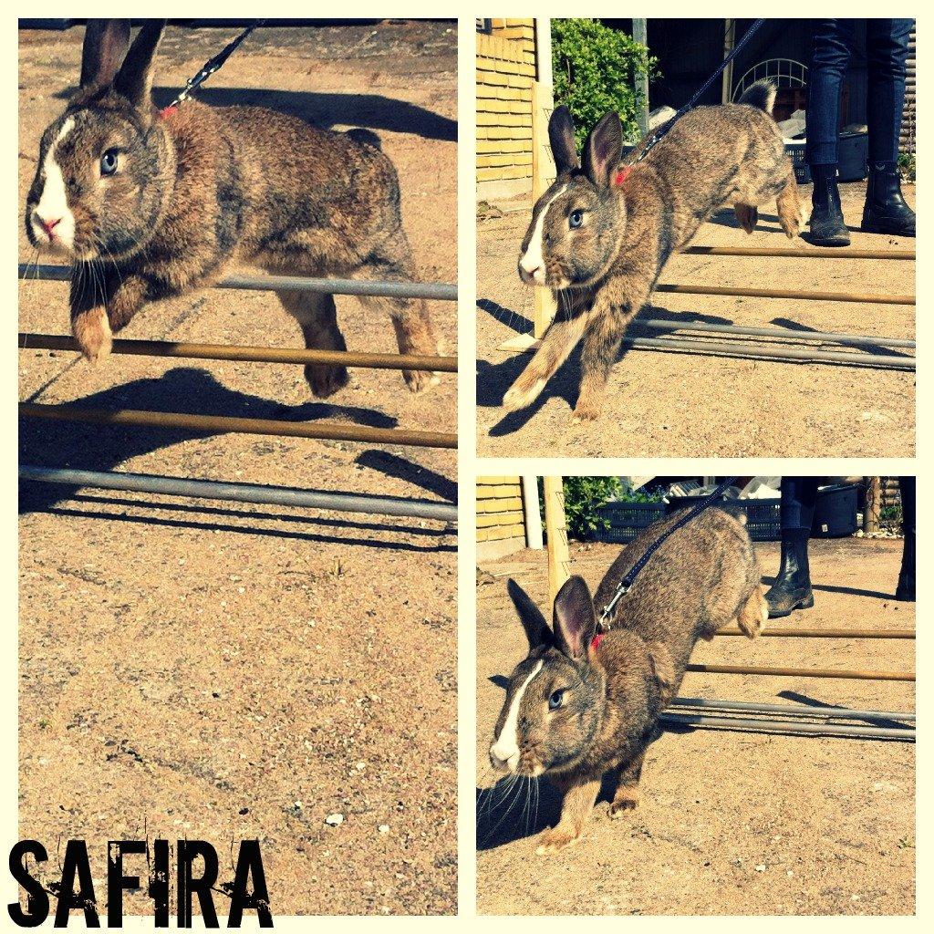 Kanin Safira - Velkommen til Safiras profil billede 1