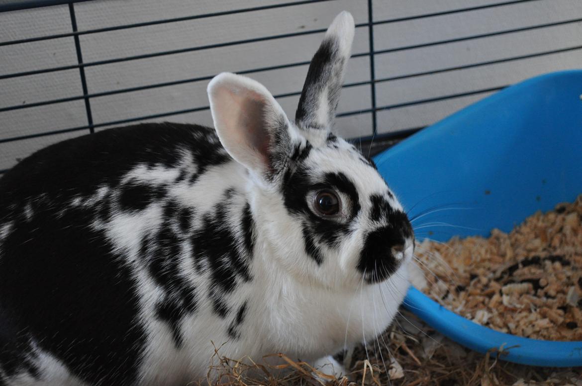 Kanin Soleima Solgt :'( billede 13