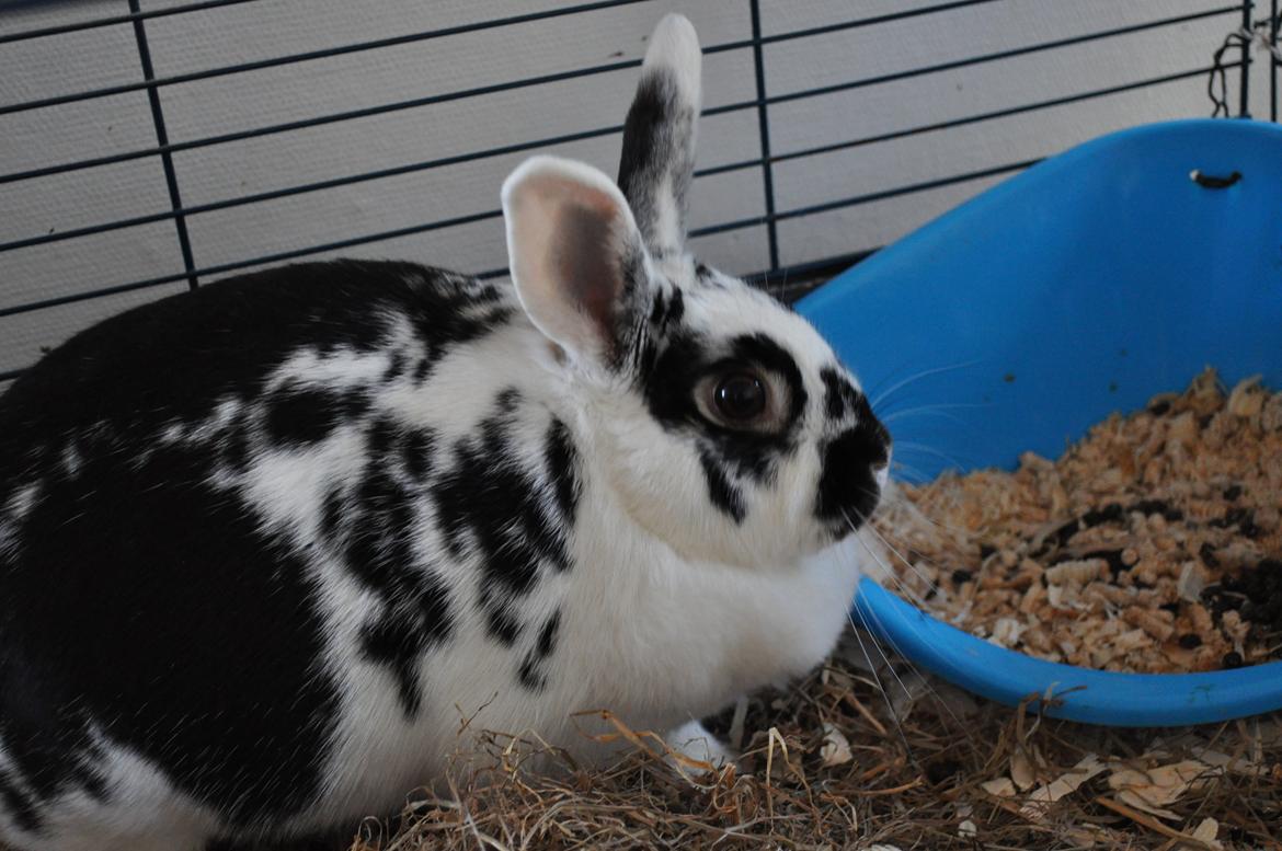 Kanin Soleima Solgt :'( billede 14