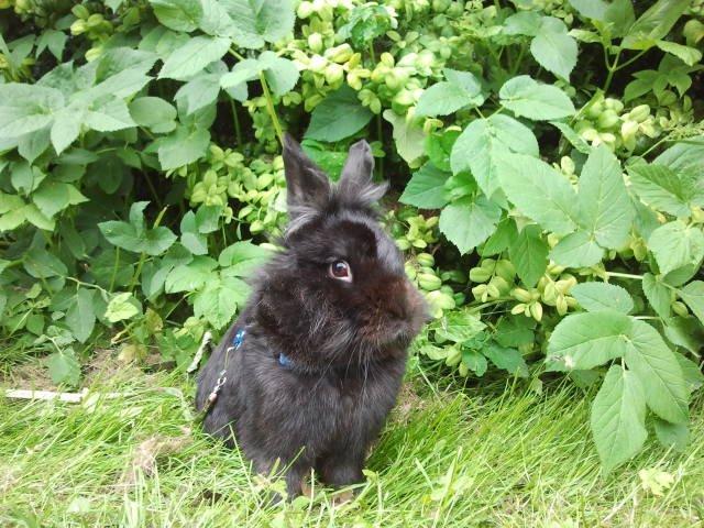 Kanin l Tinto l billede 8