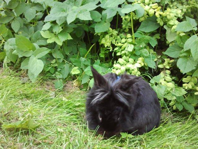 Kanin l Tinto l billede 12