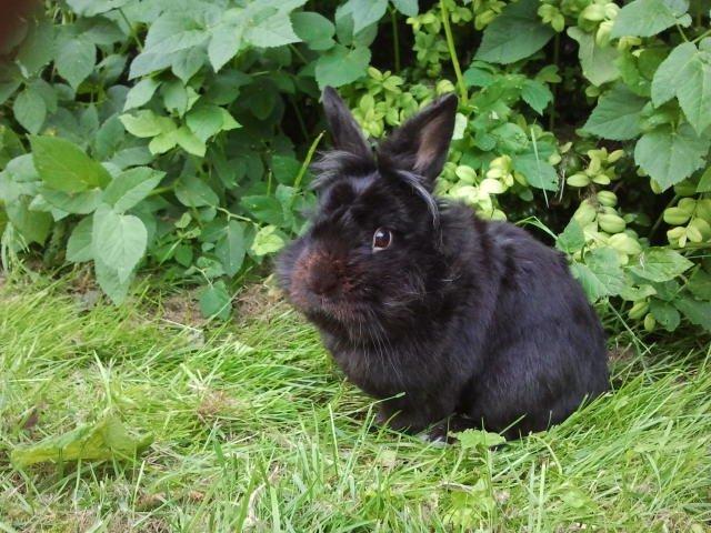 Kanin l Tinto l billede 13